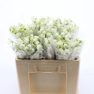 Delphinium Single Magical Bianca