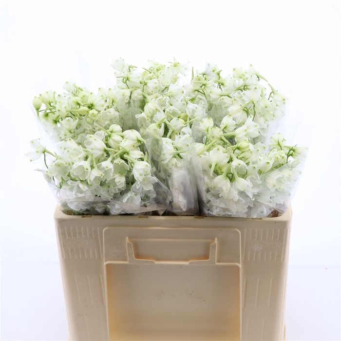 <h4>Delphinium Single Magical Bianca</h4>