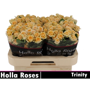 R TR TRINITY