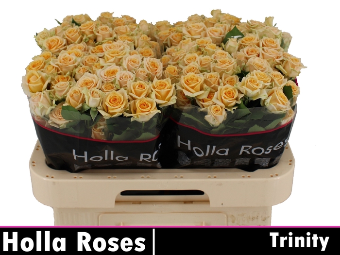 <h4>R Tr Trinity</h4>