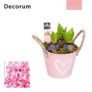 Arrangementen Hyacinthus 6%