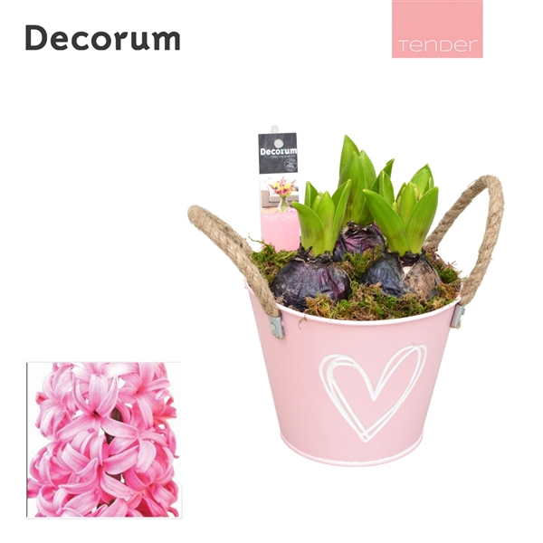 <h4>Arrangementen Hyacinthus 6%</h4>