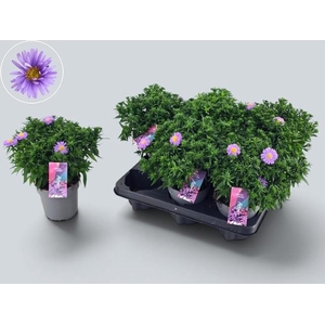 ASTER D AL D PURP LA