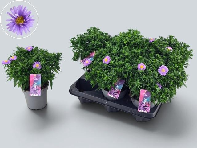 <h4>ASTER D AL D PURP LA</h4>