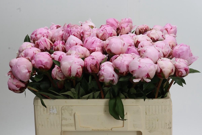 <h4>Paeonia Lact. Reine Hortense</h4>