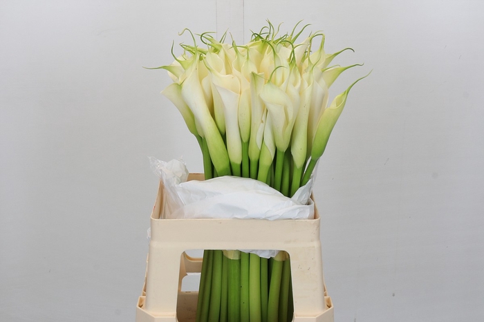 <h4>Zantedeschia Eydolls White</h4>