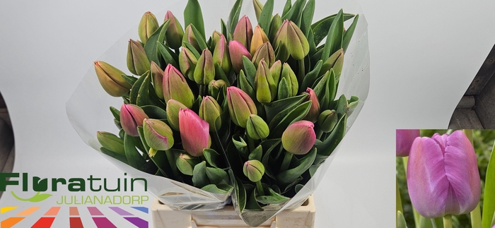 <h4>TU EN PURPLE PRIDE</h4>