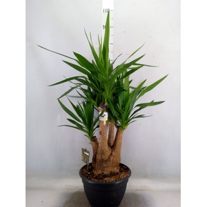 Yucca elephantipes   ...