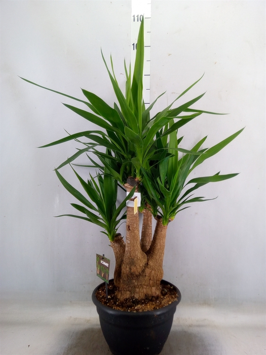 <h4>Yucca elephantipes   ...</h4>