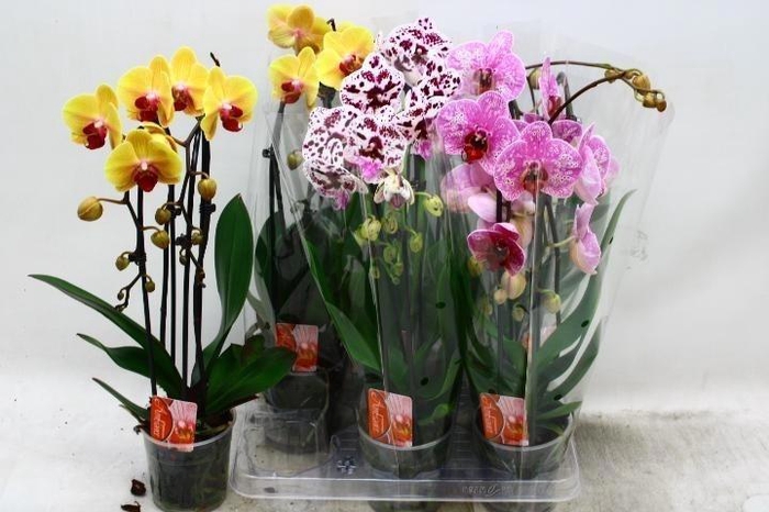 arr8 Phal El Cascade Gem