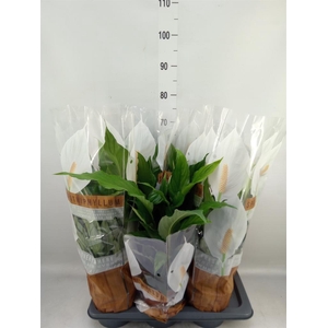 Spathiphyllum  'Sweet Chico'