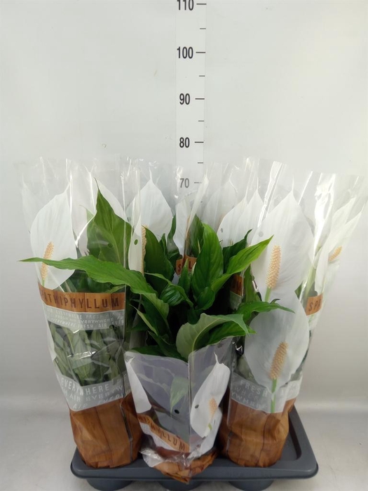 <h4>Spathiphyllum  'Sweet Chico'</h4>