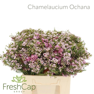 Chamelaucium 'Ochana'