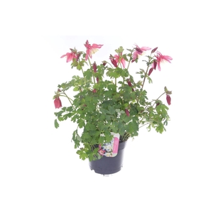 Aquilegia caer.Spring Magic Rose-Wh