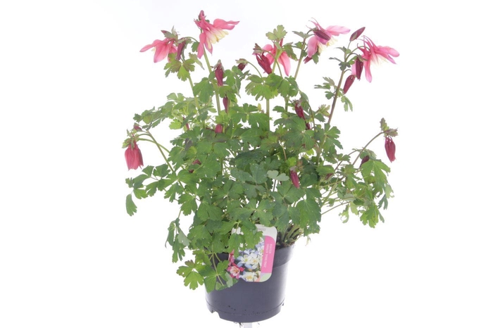 <h4>Aquilegia caer.Spring Magic Rose-Wh</h4>