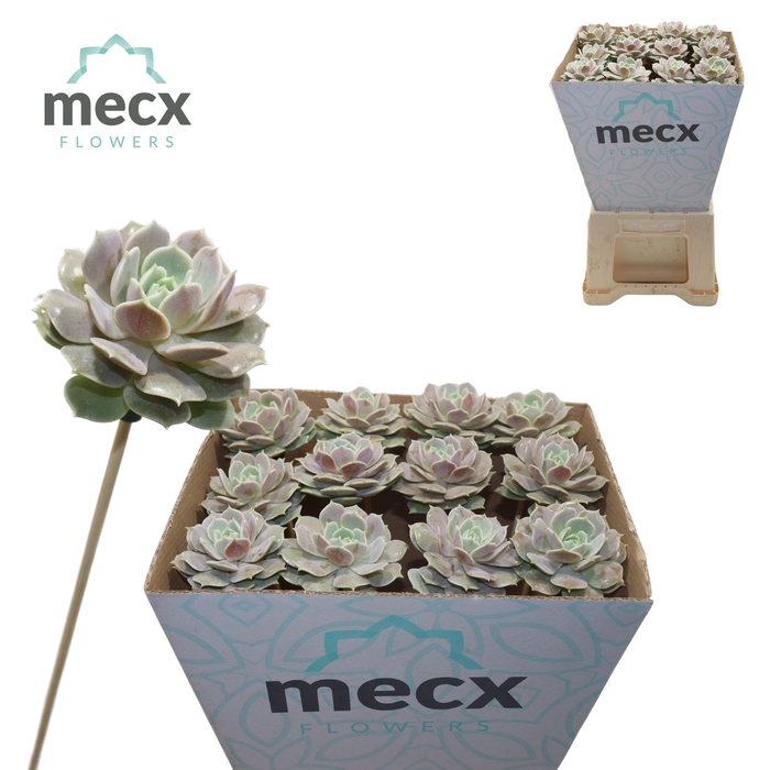 <h4>Echeveria Lola (mecx Flowers) Mecx-emmer 8cm</h4>