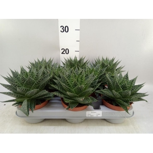 Gasteria