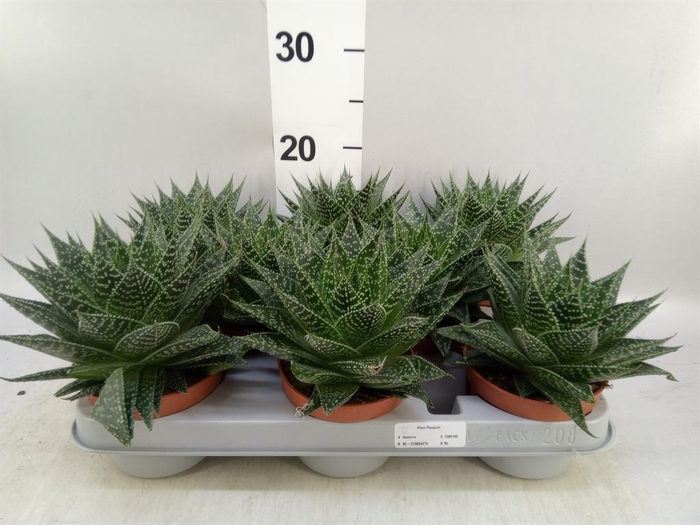 <h4>Gasteria</h4>