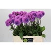Dahlia Robann Regal