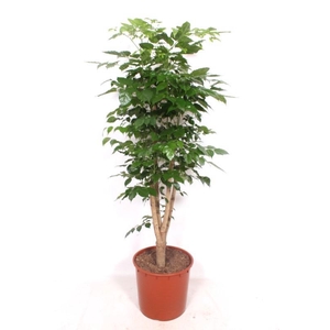 Radermachera hainanensis