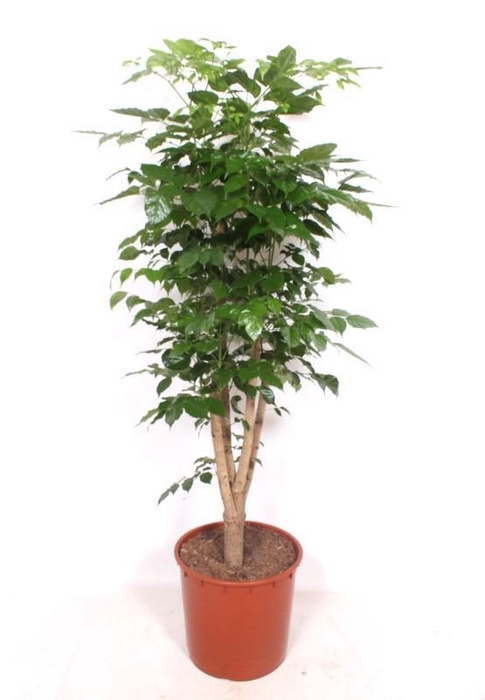 <h4>Radermachera hainanensis</h4>