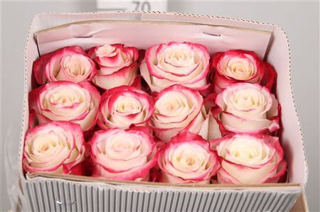 <h4>R Gr Sweetness Ec</h4>