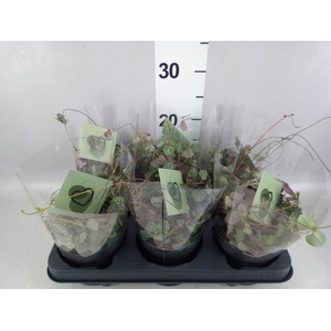 Ceropegia woodii ssp. woodii