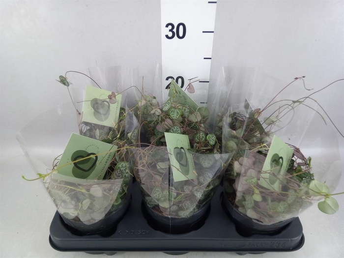 <h4>Ceropegia woodii ssp. woodii</h4>