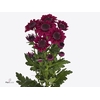 CHR T STRESA PURPLE