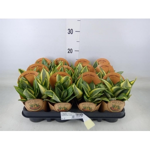 Sansevieria trifa. 'Golden Hahnii'