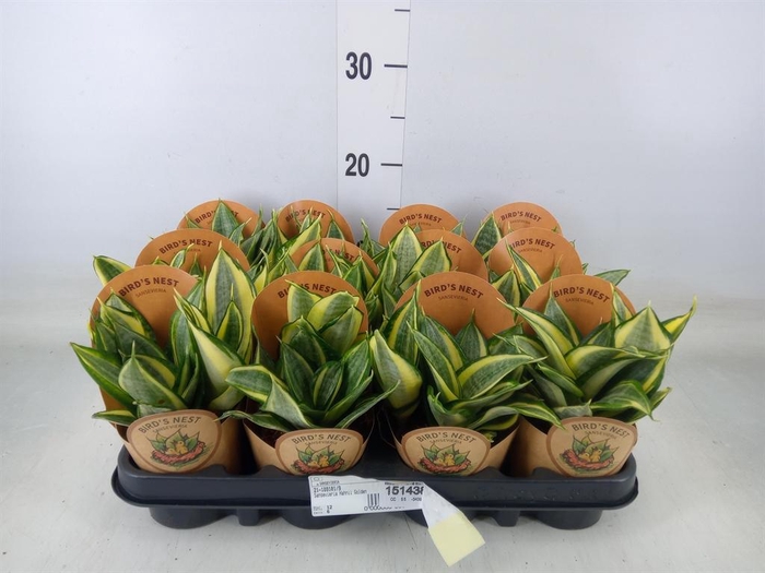 <h4>Sansevieria trifa. 'Golden Hahnii'</h4>