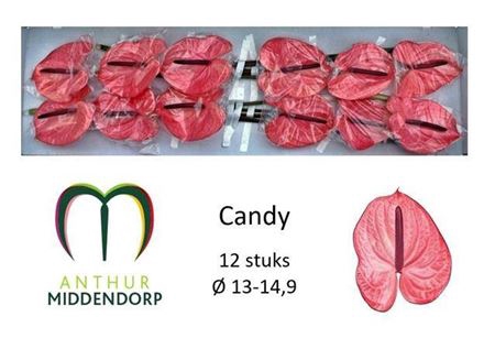 <h4>Anth A Candy</h4>