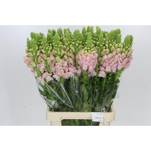 Antirrhinum Potomac Early Pink