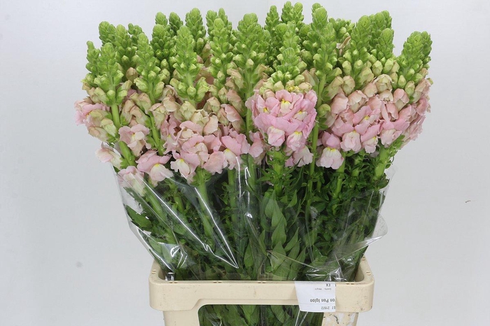 <h4>Antirrhinum Potomac Early Pink</h4>