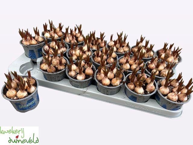 <h4>Muscar Blue Magic</h4>