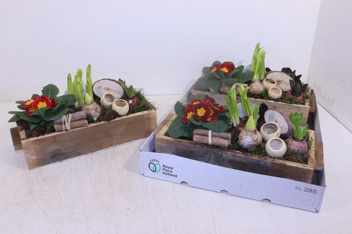 <h4>ARR TUINPLANTEN</h4>