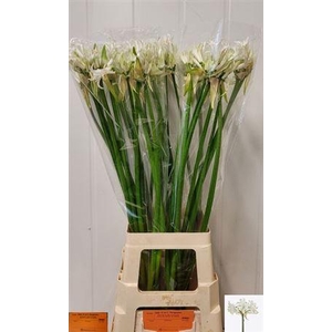 Nerine Bo White Tiger