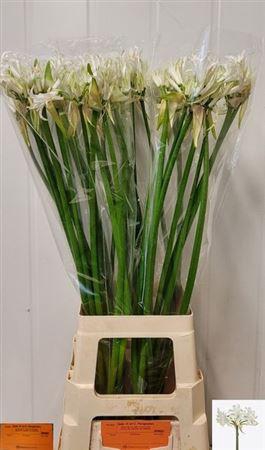 <h4>Nerine Bo White Tiger</h4>