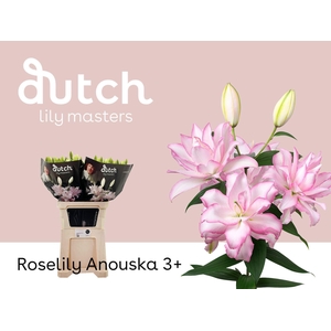 LILIUM ORI. DB 'ROSELILY ANOUSKA'