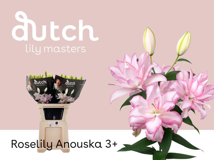 <h4>LILIUM ORI. DB 'ROSELILY ANOUSKA'</h4>