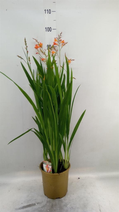<h4>Crocosmia  'Carmine Brilliant'</h4>