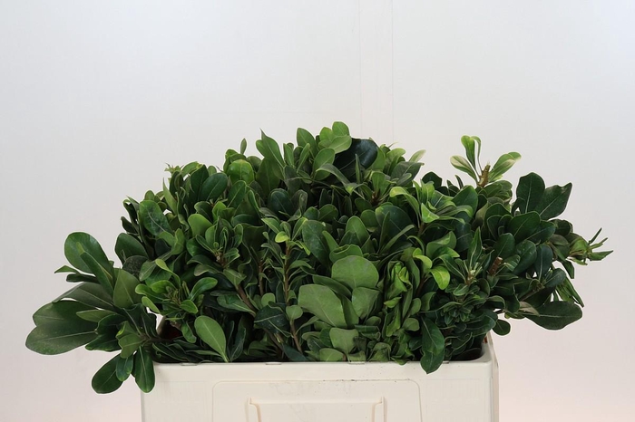 <h4>Pittosporum Nurit</h4>