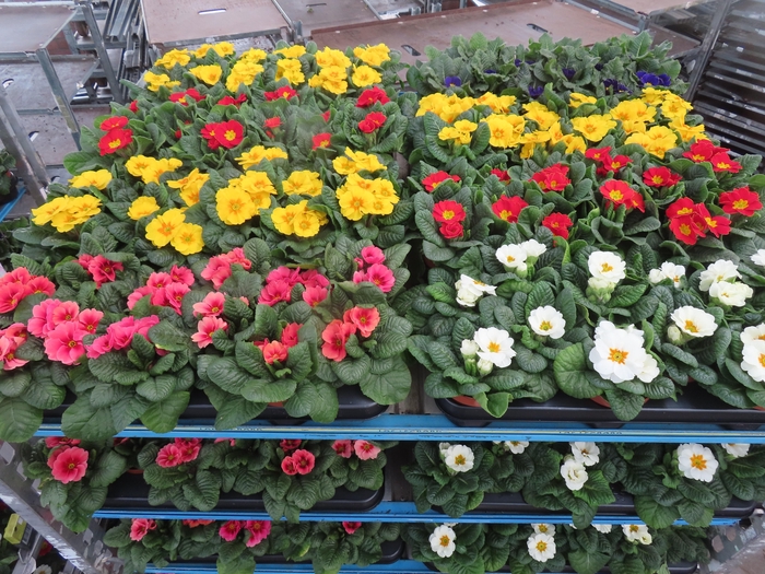 <h4>PRIM AC MIXK</h4>