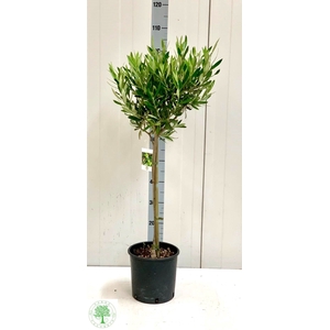 OLEA EUROPAEA