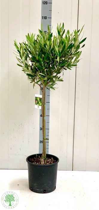 <h4>OLEA EUROPAEA</h4>