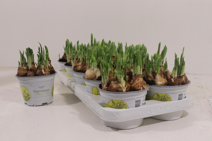 <h4>NARC O TETE A TETE</h4>