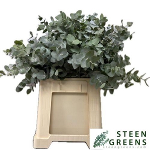 EUC CINEREA PER BOS