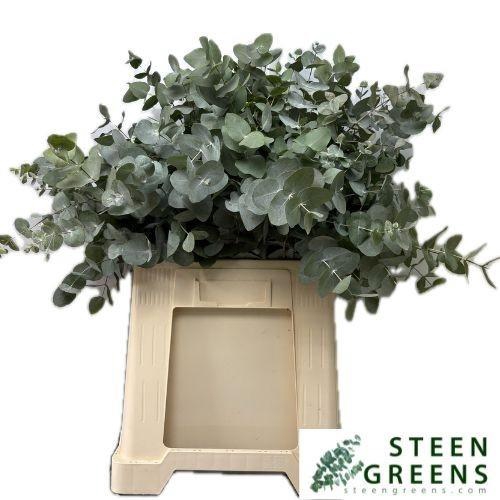 <h4>EUC CINEREA PER BOS</h4>