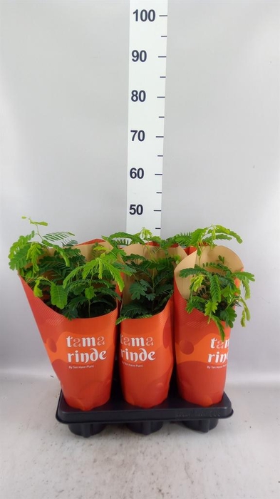 <h4>Tamarindus indica</h4>