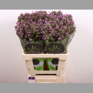 PHLOX PB VIOLET EYES